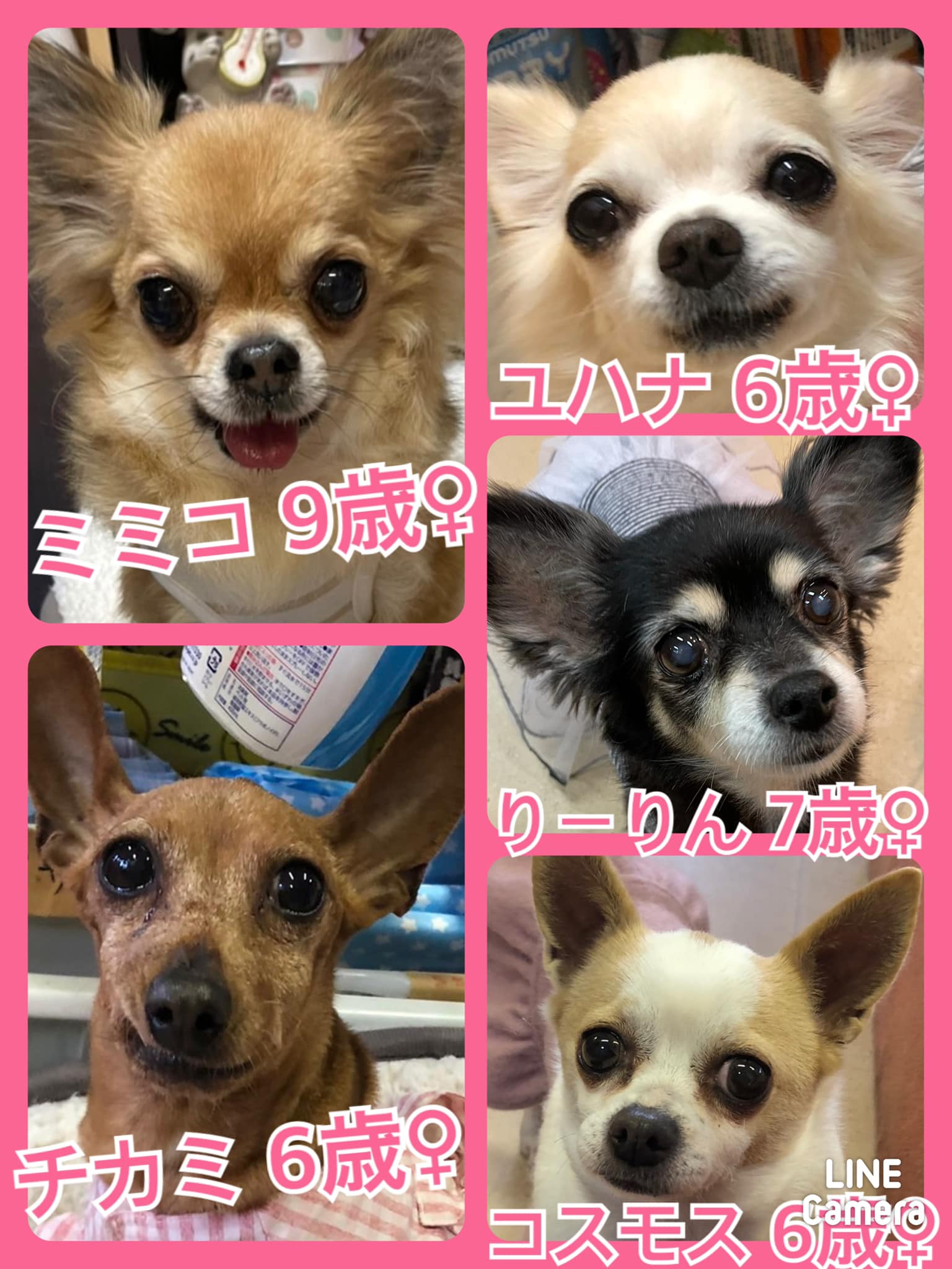 🐾今日の里親様募集中ワンコ🐶メンバーです🐾2022,4,3【保護犬カフェ天神橋店】